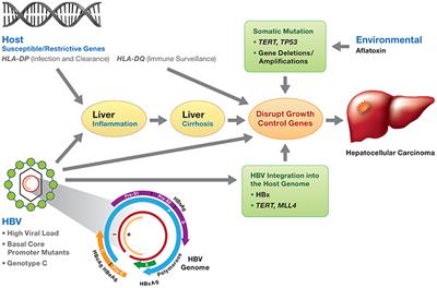 Frontiers | Host And Viral Genetic Variation In HBV-Related ...